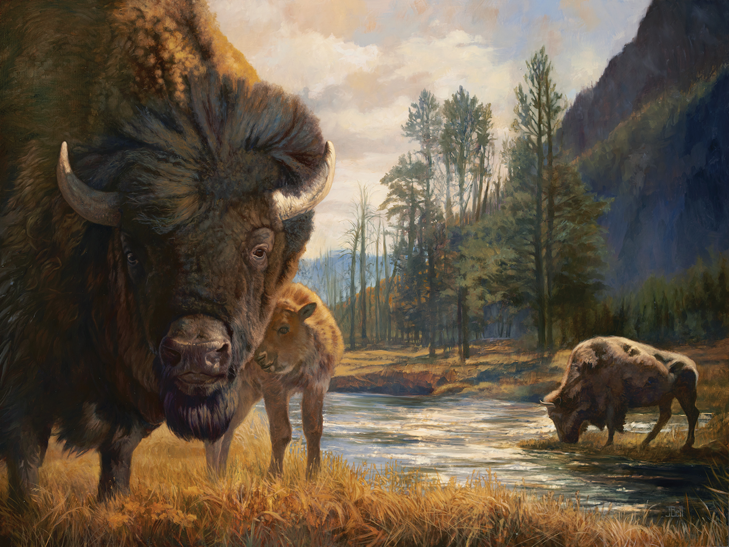 Wild buffalo roaming around a Yellowstone river.